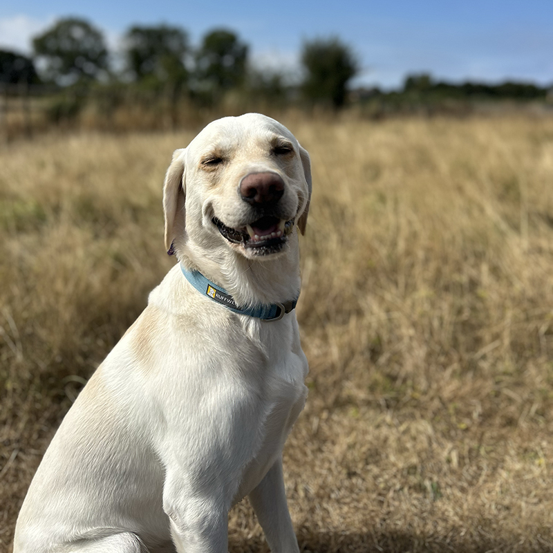 HAPPY LAB HAPPY LAB