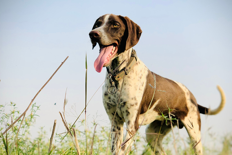 dog 2