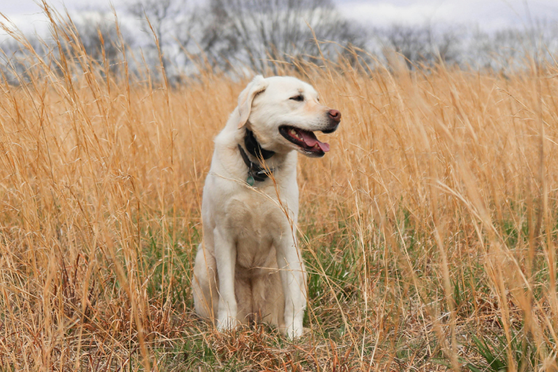 dog 5