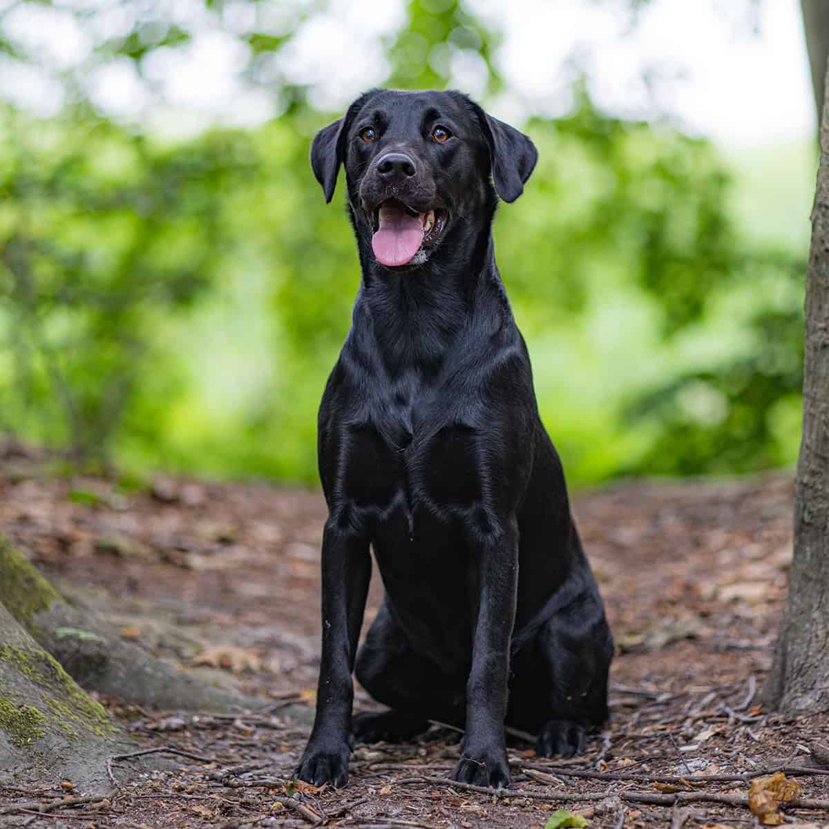 labrador labrador